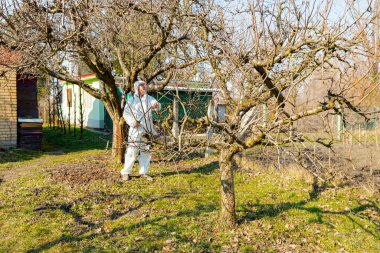 Koruyucu giysiler içindeki çiftçi meyve ağaçlarını uzun spreyle mantar hastalıklarından veya bahar başında haşaratlardan korumak için ilaçlıyor..