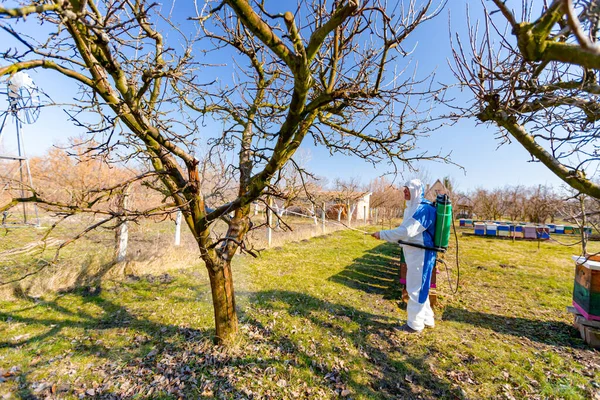 Farmer in protective clothing sprays fruit trees in orchard using long sprayer to protect them with chemicals from fungal disease or vermin at early springtime, near bee colony, apiary.