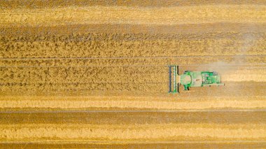 Zrenjanin, Voyvodina, Sırbistan - 28 Haziran 2022: Tarım hasadı üzerindeki hava manzarası, tarım arazilerinde olgun buğday kesip biçerken birleşiyor.
