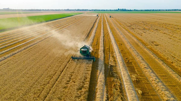 stock image Zrenjanin, Vojvodina, Serbia - June 28, 2022: Aerial view over agricultural harvester, combine as he cutting and harvesting mature wheat on farm fields.