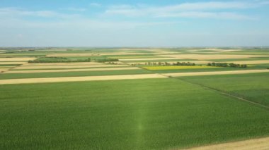 Yukarıda insansız hava aracı, olgun buğday, mısır ve ayçiçekli birkaç ekili arazide yeşil bitki örtüsü ve bölünmüş tarım alanlarında ilerliyor.. 