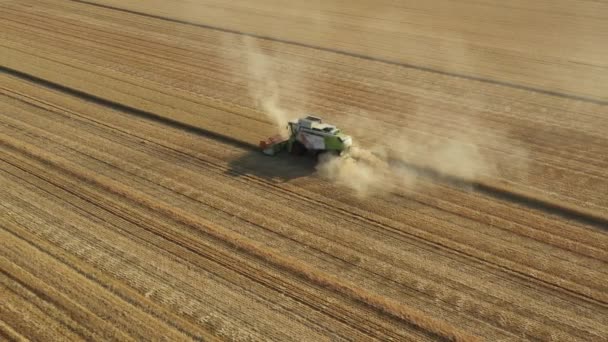 Letecký Sklízeč Kombinovat Při Krájení Sklizni Zralou Pšenici Zemědělských Polích — Stock video