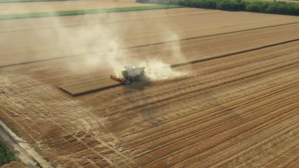 2つの農業用収穫機の上空からの眺めは 彼らが農場の畑で成熟した小麦を切断し収穫する際に組み合わせられます — ストック動画