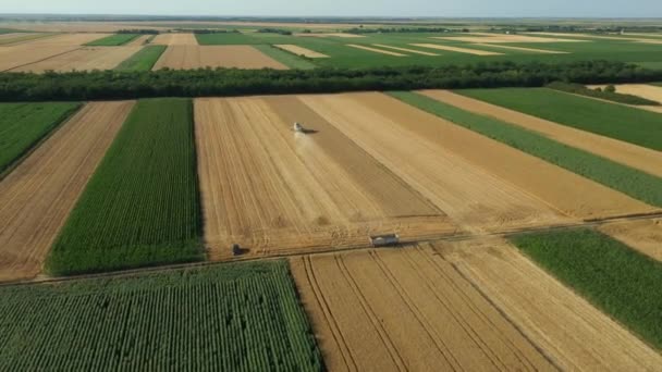 Hava Manzaralı Hasatçı Çiftlikteki Olgun Buğdayları Kesip Biçerken Birleşiyor Yörünge — Stok video