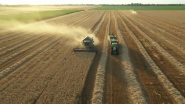 Kamera görüntüsünün üstünde, traktörün yörüngesinde, tahılla dolu iki karavanı sürüklüyor, ekili araziden kargo boşaltmak için geçiyor, mısır gevreği. Hasat, biçme ve biçme işini birleştirin.