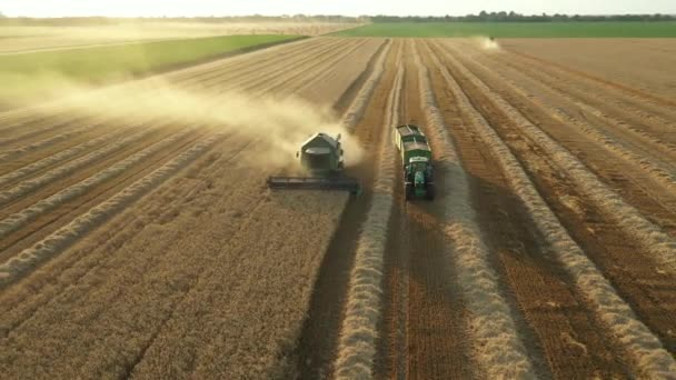 在摄像头俯瞰的上方 轨道环绕牵引机拖曳着两辆载满谷物的拖车 越过耕地卸下货物 收获者 收割和收割成熟小麦相结合 — 图库视频影像