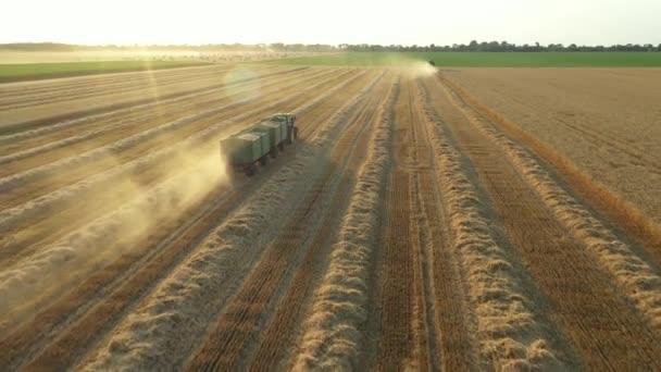 上の図では ドローンはトラクターに進み 穀物でロードされた2つの農業用トレーラーをドラッグして 収穫された小麦畑を越えて行きます — ストック動画