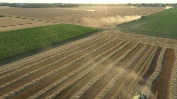 앞으로 움직이고 수확기를 농지에서 수확하고 트랙터를 먼지와 방앗간을 결합하고 과둥근 — 비디오