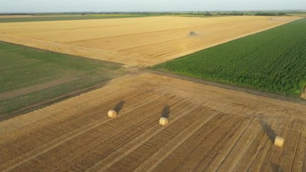 从上面看 无人机向前移动 跨越几块农田 在收获的时间 稻草卷 田里的圆形麦粒 两个把收获的小麦结合在一起 — 图库视频影像