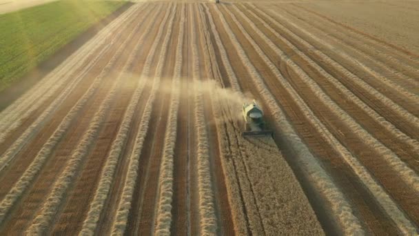 Felül Nézet Drón Mozog Visszafelé Felett Betakarítás Mezőgazdasági Parcellák Kombinálják — Stock videók