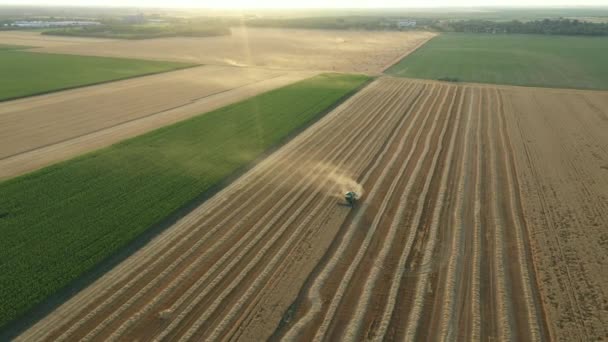Kilátás Felett Drón Mozog Pályára Betakarítás Felett Mezőgazdasági Parcellákon Kombinálják — Stock videók