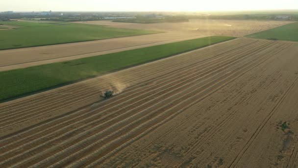Von Oben Drohnenumlaufbahn Über Die Ernte Auf Landwirtschaftlichen Flächen Mähdrescher — Stockvideo