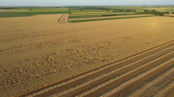 Nad Hledím Dron Pohybuje Dopředu Dolů Řádcích Slámy Sklizeném Zemědělském — Stock video