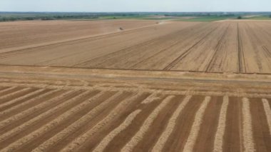 Above view on rows of straw over harvested agricultural field, texture, pattern, background. Two agricultural harvesters, combine cutting, harvesting mature wheat in background. Dusty road between 