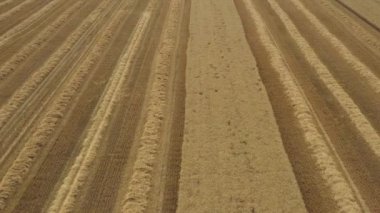 Hava manzarası, insansız hava aracı geri gidiyor, hasat aracında, hasat zamanı olgunlaşmış buğdaylar gibi birleşiyor ve traktörün iki karavanından birinde boşaltılıyor, transkargo.
