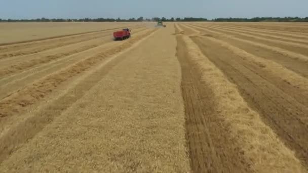 从空中看 无人驾驶飞机在头顶上向前移动 装有两台拖车的拖拉机将被转运 农业收割机 在农田上组合 收割和收获成熟小麦 — 图库视频影像
