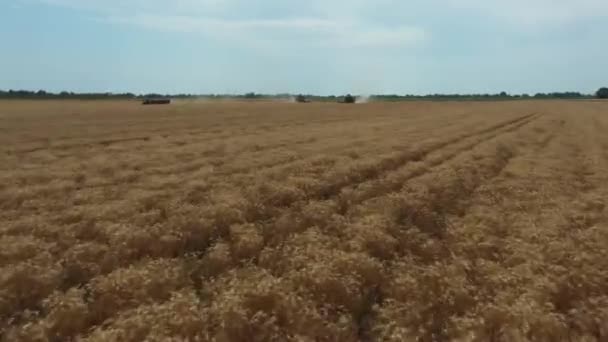 Aerial Low View Drone Fly Forward Mature Wheat Farm Field — Video Stock