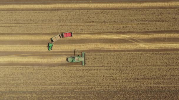 Flygfoto Över Jordbruksskördaren Kombinera När Han Skär Och Skördar Moget — Stockvideo