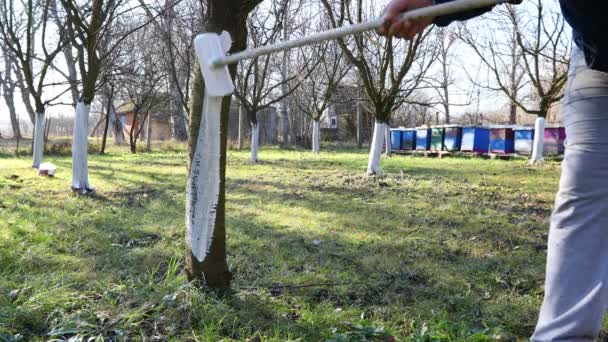 农民使用刷子 用美白果树树干作为防晒方法 延缓植被生长 在早春开花 将石灰涂在啮齿动物的疾病 真菌或损伤的树皮上 — 图库视频影像