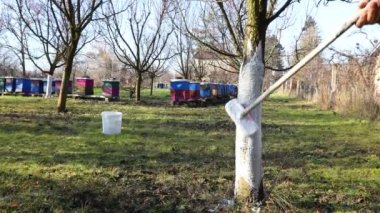 Çiftçi fırça kullanır, güneşin ısı koruması için meyve gövdesini beyazlatır, bitki örtüsünü yavaşlatır, baharın başında çiçek açar. Hastalıklara, mantarlara ya da kemirgenlerin kabuklarına karşı kireç boyamak.