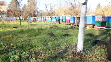 Çiftçi fırça kullanır, güneşin ısı koruması için meyve gövdesini beyazlatır, bitki örtüsünü yavaşlatır, baharın başında çiçek açar. Hastalıklara, mantarlara ya da kemirgenlerin kabuklarına karşı kireç boyamak.