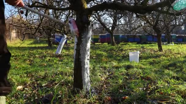 Çiftçi Fırça Kullanır Güneşin Isı Koruması Için Meyve Gövdesini Beyazlatır — Stok video