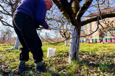 Çiftçi fırça kullanır, güneşin ısı koruması için meyve gövdesini beyazlatır, bitki örtüsünü yavaşlatır, baharın başında çiçek açar. Hastalıklara, mantarlara ya da kemirgenlerin kabuklarına karşı kireç boyamak.