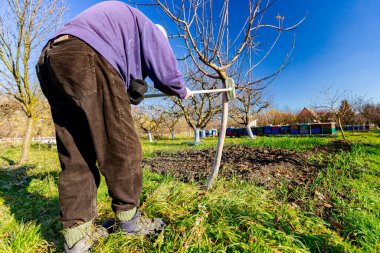Çiftçi fırça kullanır, güneşin ısı koruması için meyve gövdesini beyazlatır, bitki örtüsünü yavaşlatır, baharın başında çiçek açar. Hastalıklara, mantarlara ya da kemirgenlerin kabuklarına karşı kireç boyamak.