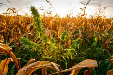 Industrial hemp, Cannabis sativa, is growing wild next to the field of dry corn in autumn.