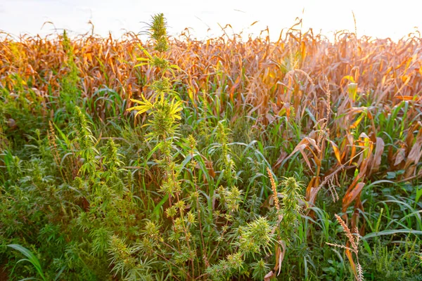 Industrial Hemp Cannabis Sativa Growing Wild Next Field Dry Corn — Stock Photo, Image