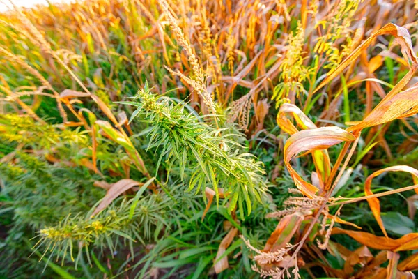 Industrial Hemp Cannabis Sativa Growing Wild Next Field Dry Corn — Stock Fotó