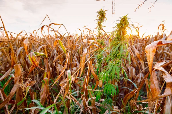 Industrial Hemp Cannabis Sativa Growing Wild Next Field Dry Corn — Stock Fotó