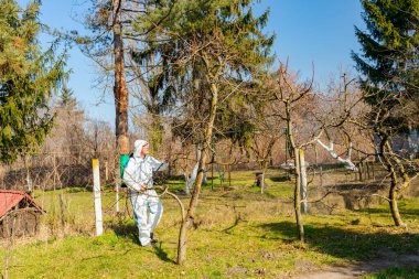 Koruyucu giysiler içindeki çiftçi meyve ağaçlarını uzun spreyle mantar hastalıklarından veya bahar başında haşaratlardan korumak için ilaçlıyor..