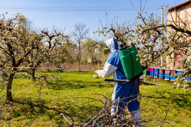 Baharın başında meyve bahçesindeki elma ağacının dalına pembe ve beyaz yapraklar serpiştirilmiş çiçek tomurcukları koruyucu giysiler içindeki arka plandaki çiftçi, arı kovanının yanındaki meyve ağaçlarına uzun sprey sıkar.. 