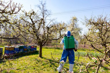 Baharın başında meyve bahçesindeki elma ağacının dalına pembe ve beyaz yapraklar serpiştirilmiş çiçek tomurcukları koruyucu giysiler içindeki arka plandaki çiftçi, arı kovanının yanındaki meyve ağaçlarına uzun sprey sıkar..  
