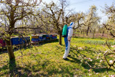 Baharın başında meyve bahçesindeki elma ağacının dalına pembe ve beyaz yapraklar serpiştirilmiş çiçek tomurcukları koruyucu giysiler içindeki arka plandaki çiftçi, arı kovanının yanındaki meyve ağaçlarına uzun sprey sıkar.. 