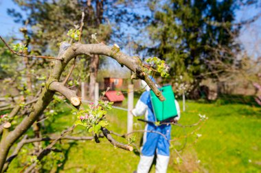 Baharın başında meyve bahçesindeki elma ağacının dalına pembe ve beyaz yapraklar serpiştirilmiş genç çiçek tomurcukları koruyucu giysiler içindeki arka plandaki çiftçi meyve ağaçları püskürtür..  