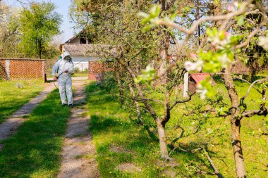 Baharın başında meyve bahçesindeki elma ağaçlarının dalına renkli yapraklar serpiştirilmiş çiçek tomurcukları koruyucu giysiler içindeki arka plandaki çiftçi haşaratlardan korunmak için meyve ağaçlarına uzun sprey sıkar..  