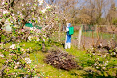 Baharın başında meyve bahçesindeki elma ağacının dalına pembe ve beyaz yapraklar serpiştirilmiş genç çiçek tomurcukları koruyucu giysiler içindeki arka plandaki çiftçi meyve ağaçları püskürtür..  