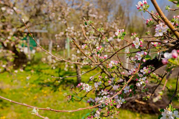 Квітучі Молоді Бутони Рожево Білими Пелюстками Гілці Плодового Дерева Саду — стокове фото