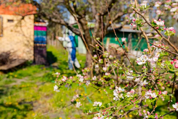 早春时节 果园果树枝条上绽放着粉红 白花瓣的嫩芽 — 图库照片