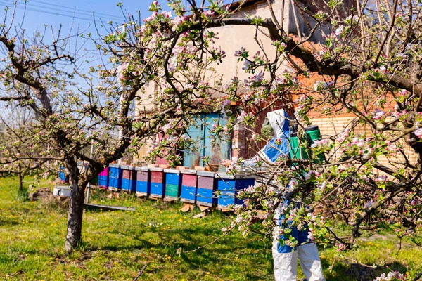 早春的时候 果园里的苹果树枝条上长着粉色和白色花瓣的花蕾 背景是身穿防护服的农民 他们把果树喷在蚜虫附近 — 图库照片