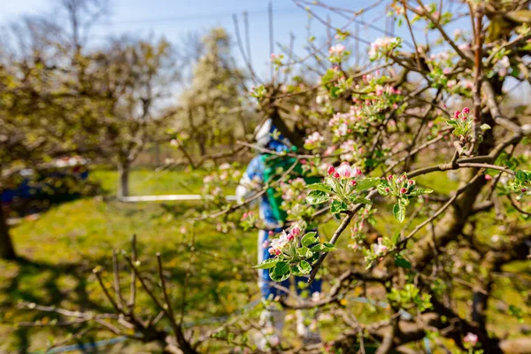 Nuori Kukka Silmut Vaaleanpunainen Valkoinen Terälehtiä Oksalla Omenapuun Hedelmätarhassa Alkukeväällä — kuvapankkivalokuva