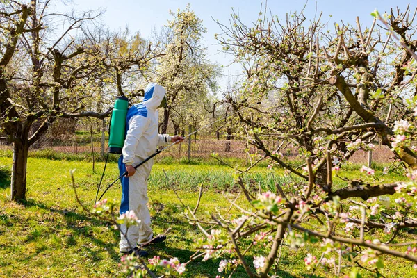 Baharın Başında Meyve Bahçesindeki Elma Ağaçlarının Dalına Renkli Yapraklar Serpiştirilmiş — Stok fotoğraf