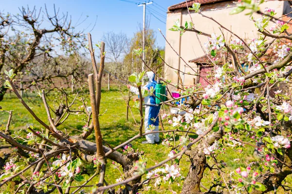 Unga Blomknoppar Med Rosa Och Vita Kronblad Grenen Äppelträd Fruktträdgården — Stockfoto