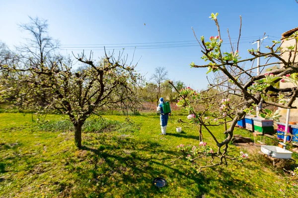 Baharın Başında Meyve Bahçesindeki Elma Ağacının Dalına Pembe Beyaz Yapraklar — Stok fotoğraf