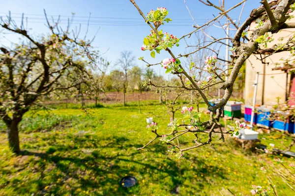 Kwitnące Młode Pąki Różowymi Białymi Płatkami Gałęzi Drzewa Owocowego Sadzie — Zdjęcie stockowe