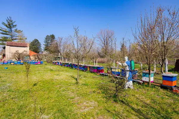 Stock image Blossom buds with pink and white petals on branch of apple tree in orchard at early spring, in background farmer in protective clothes sprays fruit trees with long sprayer near apiary.  