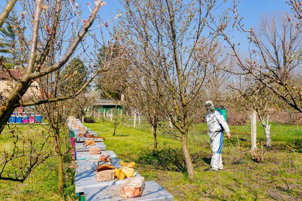 Drewniane Kolorowe Uli Rzędu Pąki Kwiatowe Gałęzi Jabłoni Sadzie Wczesną — Zdjęcie stockowe