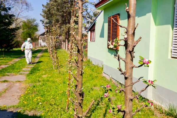 Blomknoppar Med Färgglada Kronblad Gren Äppelträd Fruktträdgården Tidigt Våren Bakgrunden — Stockfoto